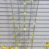 Flock Of Friends Wall Trellis 1 Flock Of Friends Wall Trellis -Garden Care Shop 8612636 0029 flock of friends wall trellis