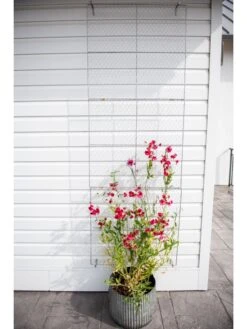 Chicken Wire Wall Trellis -Garden Care Shop 8612717 0092