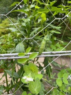 Chicken Wire Pea Trellis -Garden Care Shop 8612718 7307