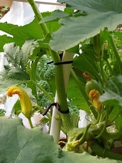 Farmyarn® Multipurpose Garden Tie, 2 Pack -Garden Care Shop 8612948 01v