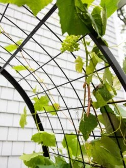 2’ X 4’ Arch Trellis For Planter Boxes -Garden Care Shop 8612976 0436