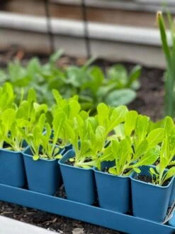 Gardener's Best® XL Seed Starting Kit -Garden Care Shop 8613066 01TEST