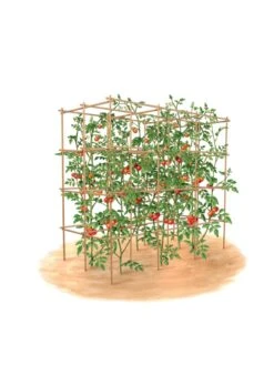 Tomato Six Pack Support -Garden Care Shop 8613143 art flat
