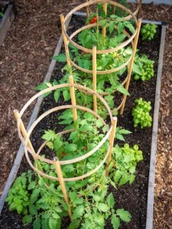 Bamboo Tomato Cages, Set Of 3 -Garden Care Shop 8613426 6916