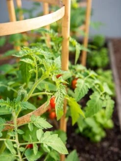 Bamboo Tomato Cages, Set Of 3 -Garden Care Shop 8613426 6934