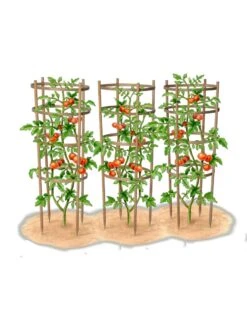 Bamboo Tomato Cages, Set Of 3 -Garden Care Shop 8613426 art
