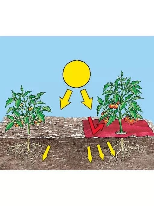 Red Tomato Mulch 4 Red Tomato Mulch - Image 2