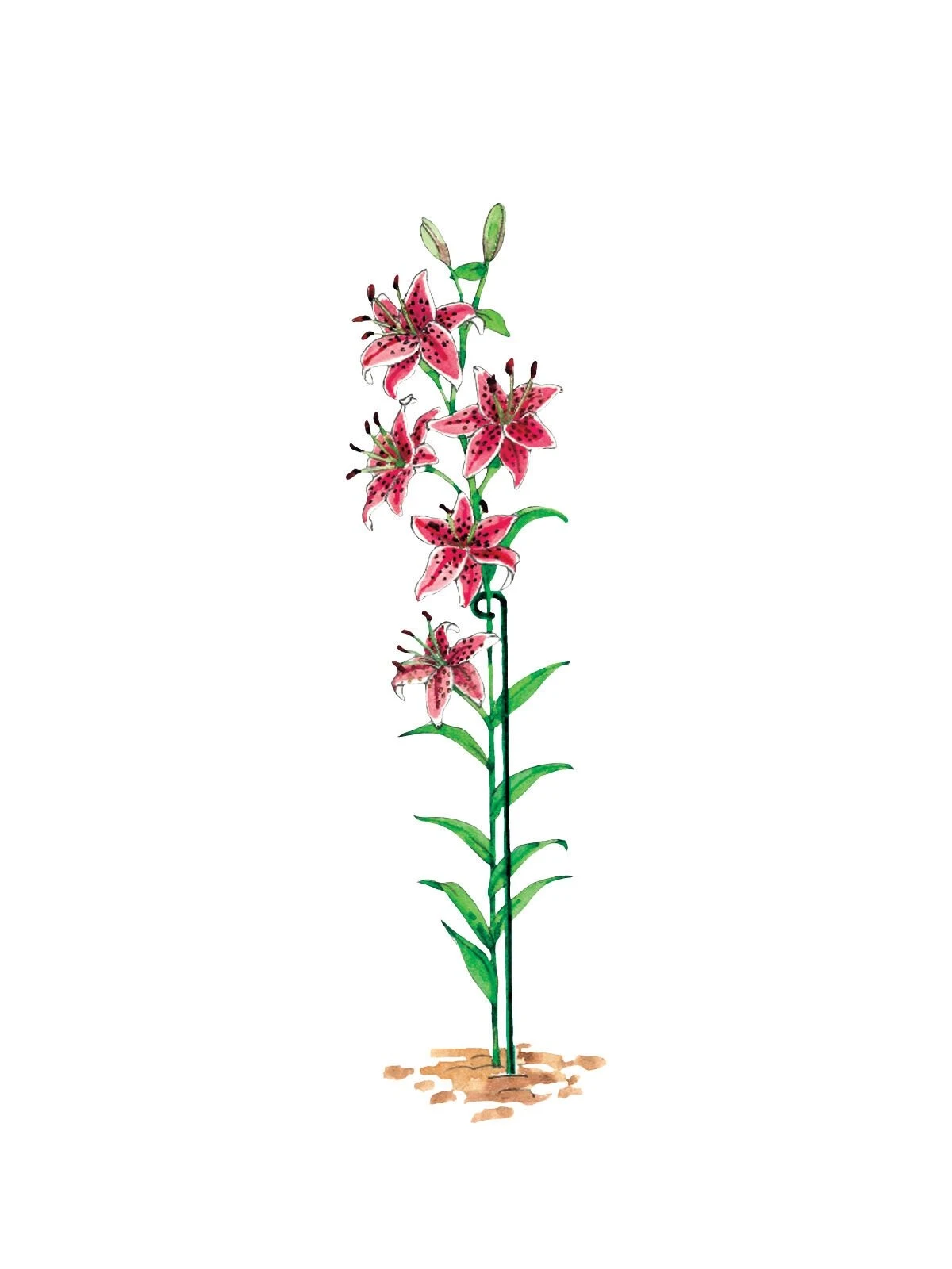 Single Stem Supports, Set Of 3 5 Single Stem Supports, Set Of 3 - Image 3